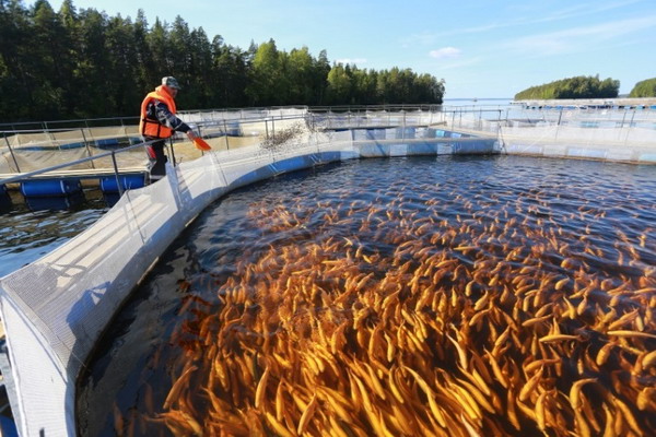 Российские рыбоводы в 2022 году увеличили производство рыбы и морепродуктов