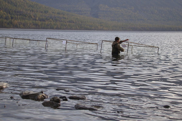 На рыбозаводе в Норильске впервые получили личинок боганидской палии