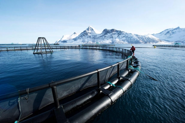 Россия, Норвегия и Исландия запускают совместный образовательный проект в области аквакультуры