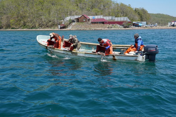 Марифермеры Приморья выпустили в море более 21 миллиона экземпляров молоди объектов аквакультуры