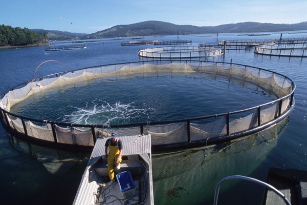 Производство продукции аквакультуры в Испании выросло за прошлый год на 12%