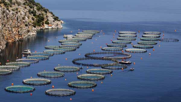 Системная работа по развитию рыбоводства в Карелии продолжается при поддержке федерального бюджета