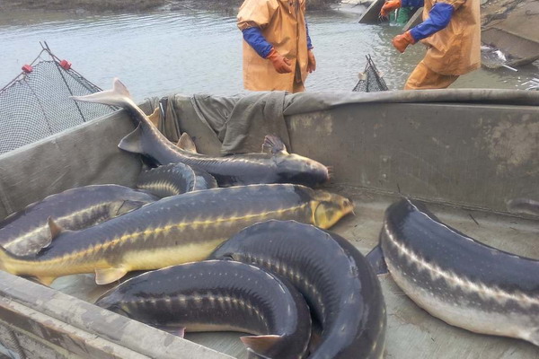 Вышли поправки по контролю пополнения рыбных запасов