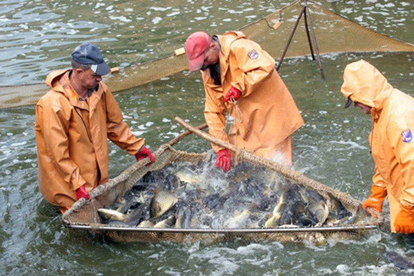 Активисты ОНФ призвали завершить работу по внесению поправок, направленных на развитие прудового рыбоводства