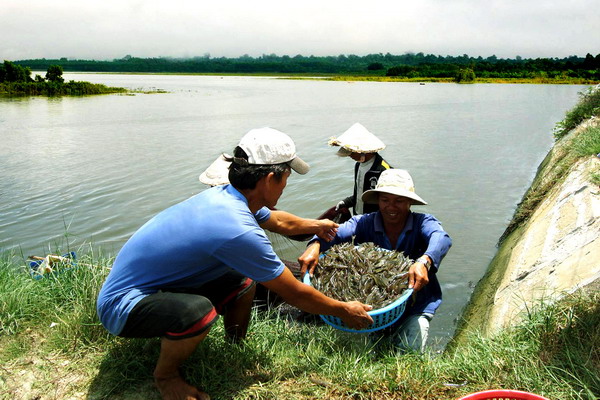 Вьетнам восстанавливает креветочное производство