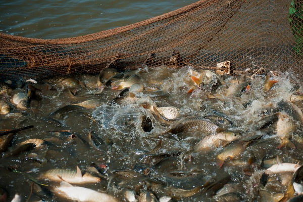 Отечественные аквафермеры нарастили производство товарной рыбы