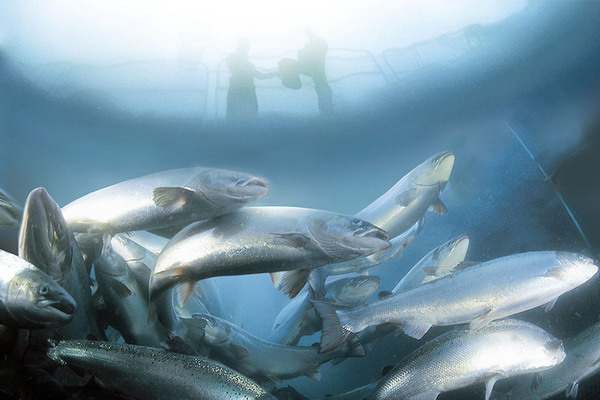 Ученые предупреждают об опасном заболевании лососевых
