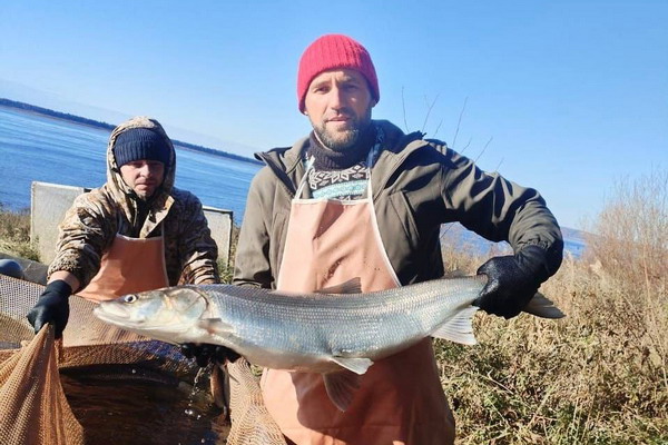 Икра северной нельмы отправилась на инкубацию для восстановления популяции