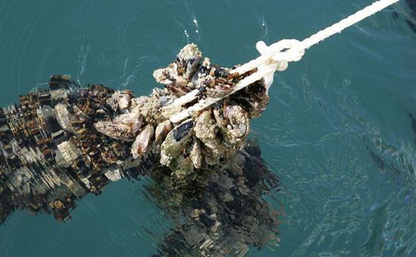 На Кубани выделят 420 га в Черном море для выращивания мидий и устриц