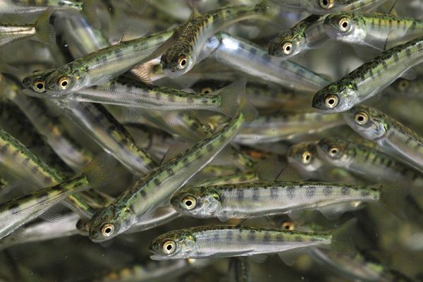 В Ленобласти обсудили варианты импортозамещения посадочного материала в рыбоводстве
