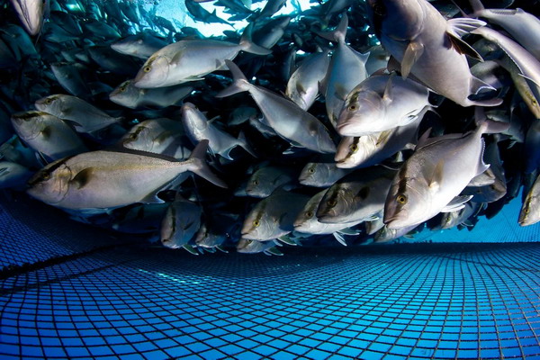 Мировая аквакультура продолжит расти до 2030 года, но темпы роста замедлятся до 2% в год