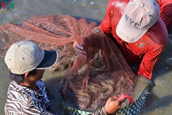 Власти Вьетнама хотят увеличить урожаи креветки в дельте Меконга