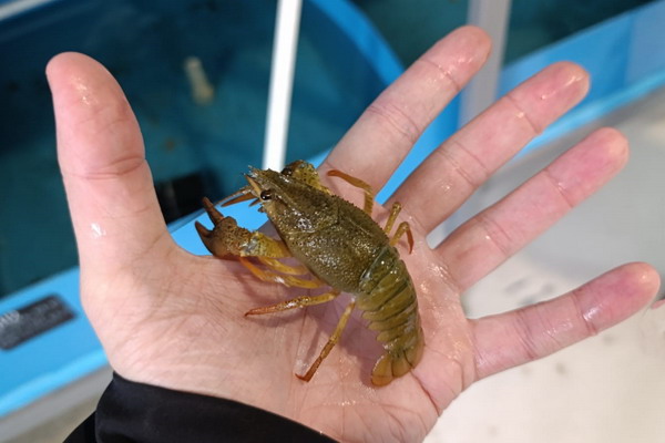 ВНИРО осуществляет экспериментальные исследования по выращиванию длиннопалого рака