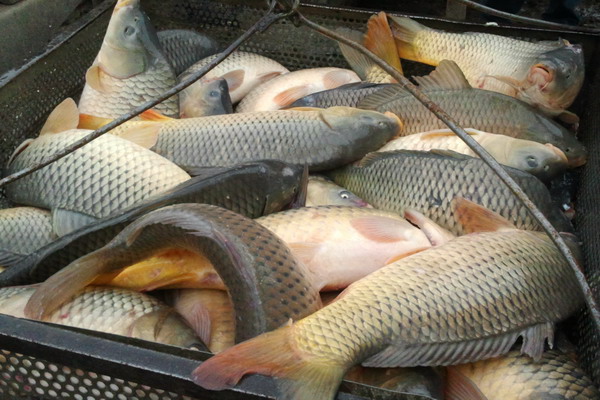 Рыбоводы получили первые кредиты на льготных условиях