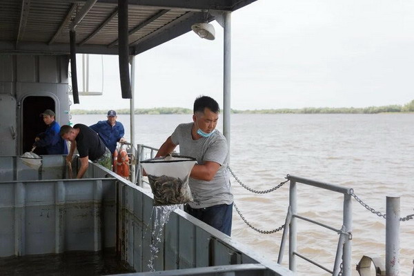 Амур получил пополнение осетра и калуги