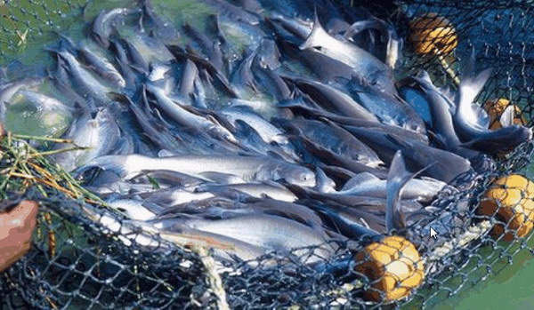 Мировой рынок аквакультуры к 2020 году достигнет USD 200 млрд