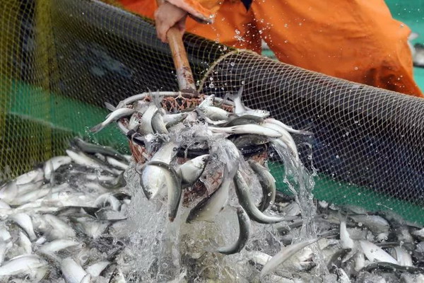 Новосибирская область экспортировала более 900 тонн рыбы в страны Европы и Китай