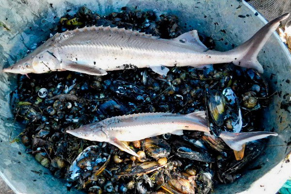 Проведены исследования по оценке распределения и численности придонных рыб в нижнем течении Дона