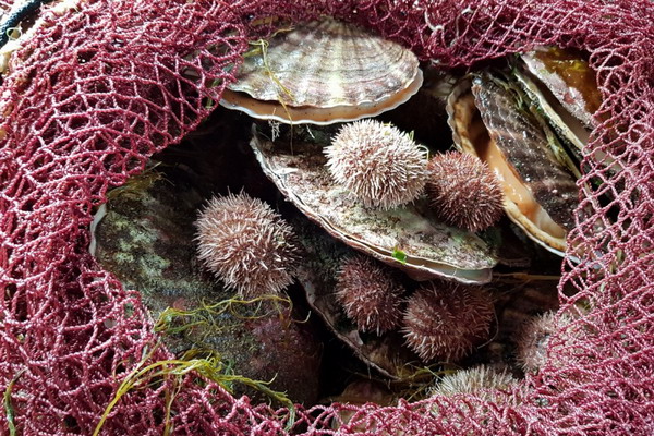 В акватории Курильских островов можно выращивать свыше 50 тыс. тонн моллюсков в год