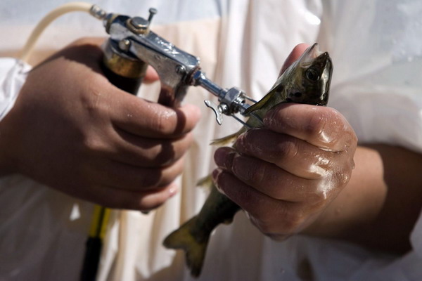 ВНИИЗЖ зарегистрирует в 2023 году новую вакцину для лососевых рыб