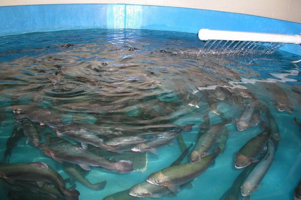 Росрыболовство разработает программу развития лососеводства на Курилах