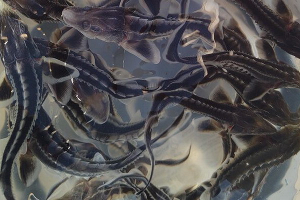 Осетровые запасы Волги получили свежее пополнение