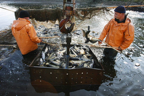 Российские рыбоводы увеличили объем производства в I полугодии на 25%