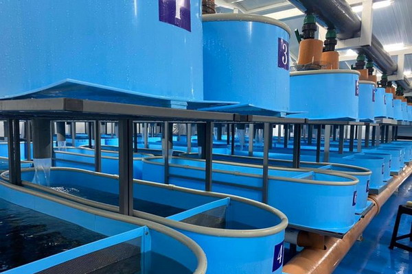 В Северной Осетии производство товарной рыбы увеличилось на 30%